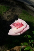 IIP Online Student Photography